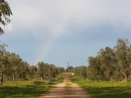 LECCE (LE) - Salento, Italy - Agricultural land - olive grove