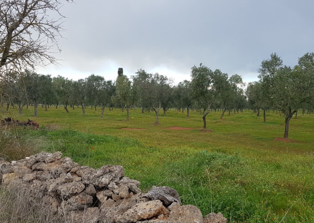 Terreno agricolo in vendita  170000 m², Lecce, località Campagna