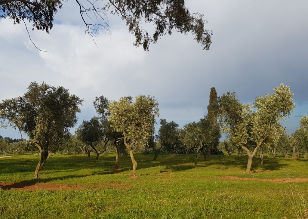 Land for sale  170000 sqm, Lecce, locality Campagna