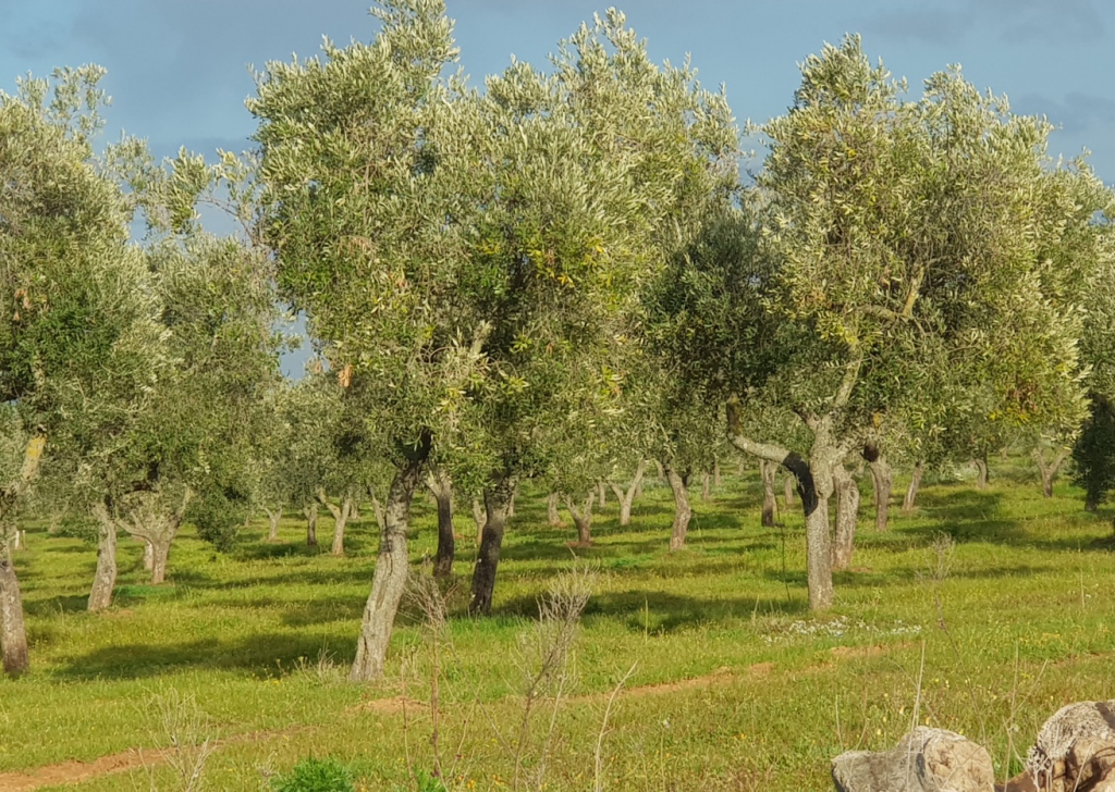 Terreno agricolo in vendita  170000 m², Lecce, località Campagna